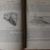 Mamíferos marinos - Imagen 2