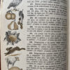 Aritmetica Primer grado. - Imagen 3